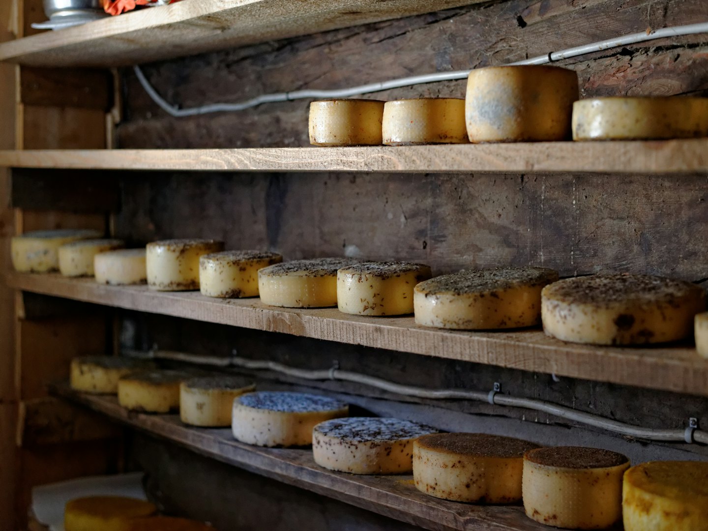 Formaggi a maturare su scaffali di legno in una cantina.