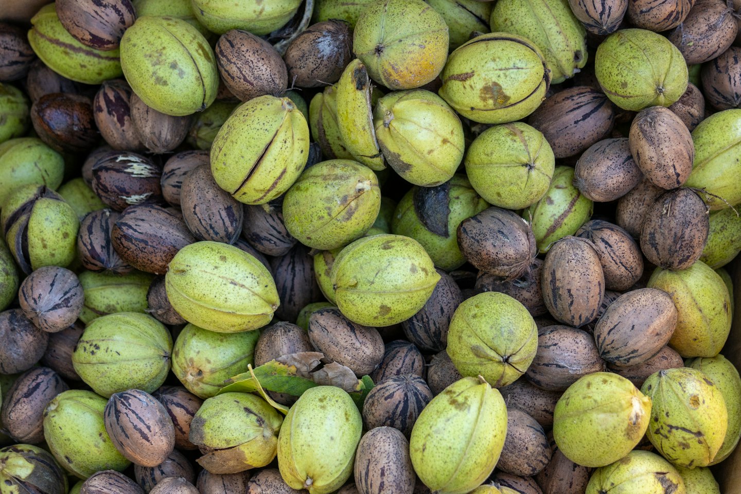 Pezzo di noci pecan appena raccolte, alcune con il mallo verde.