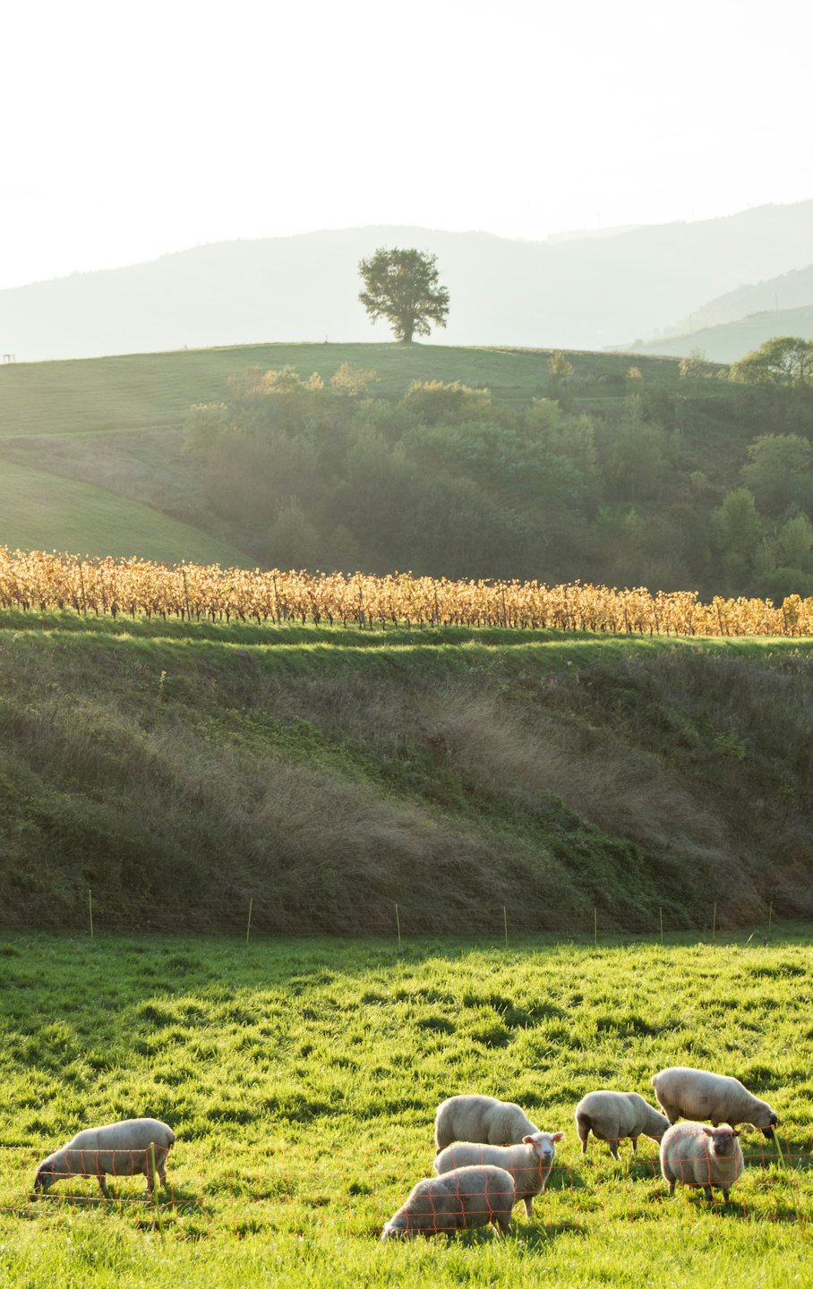 Un gregge di pecore pascola in un prato davanti a una vigna e a delle colline.